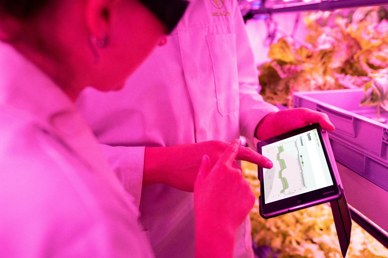 Agritech operator using a tablet in an indoor farm