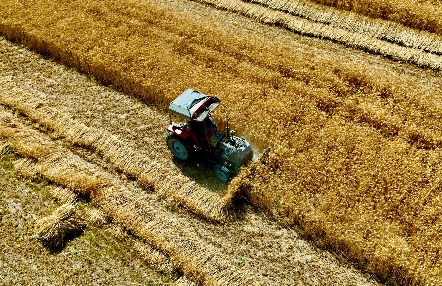 Tractor harvesting wheat field for yield forecasting