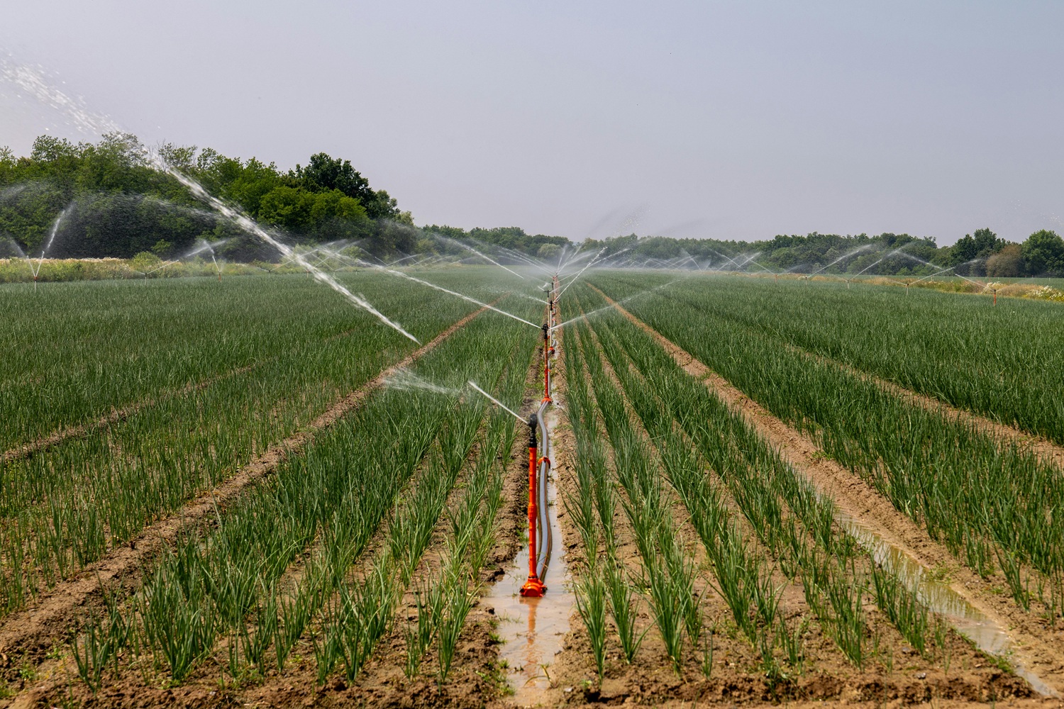 Modern irrigation system in a farm field